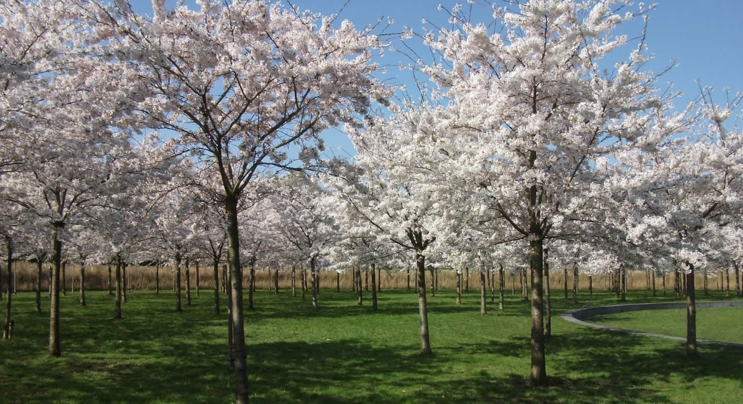 桜公園（Cherry Blossoms Park）